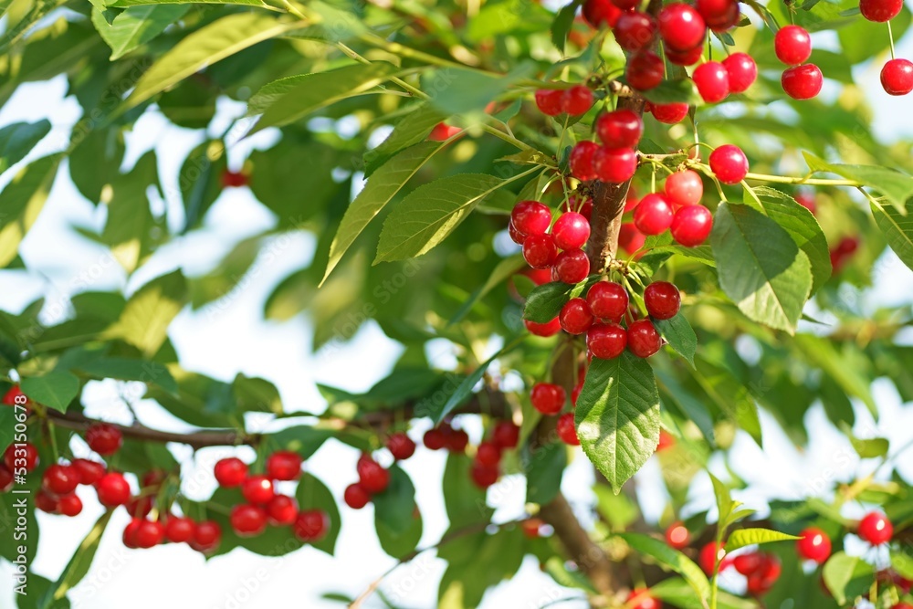 Great harvest of ripe red cherries on a tree branch. Selective focus.