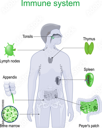Immune system. Part of Lymphatic system.