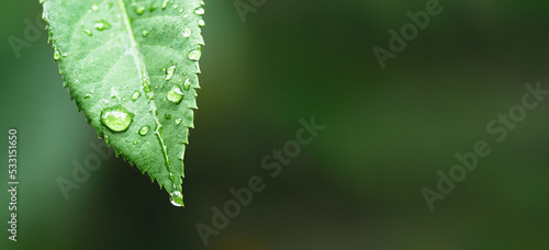 Close-up water drops on green leave and water drops on solid green background for banner with copyspace. Green leaf with dew drops, nature background. © Wizarto