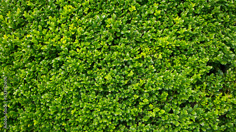 Natural background of Green leaves shrub hedg Natural background of Green leaves shrub hedg