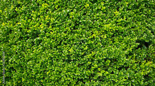 Natural background of Green leaves shrub hedg