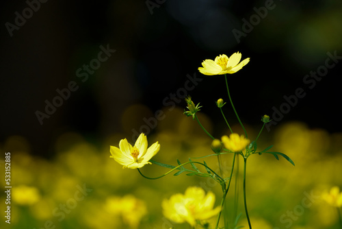 キバナコスモス