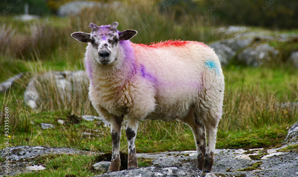 Obraz premium Celtic Punk