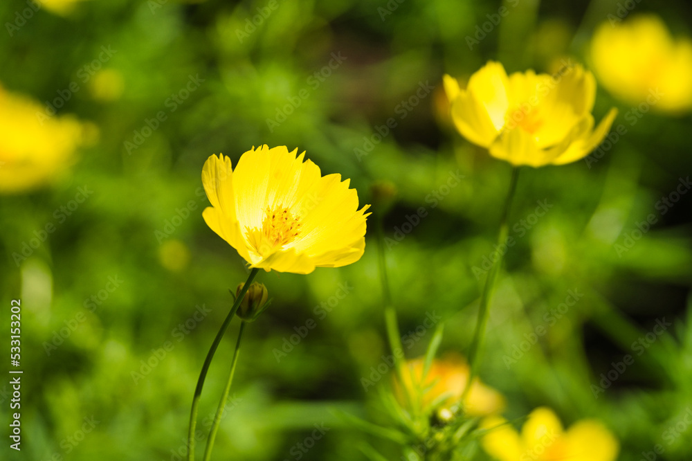 Obraz premium キバナコスモス