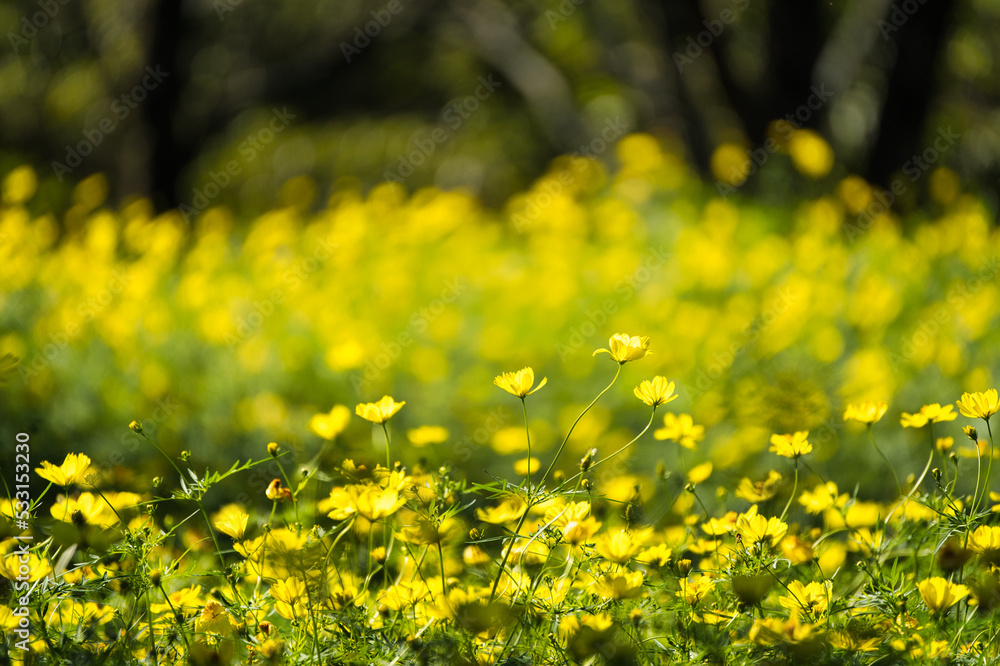 Obraz premium キバナコスモス