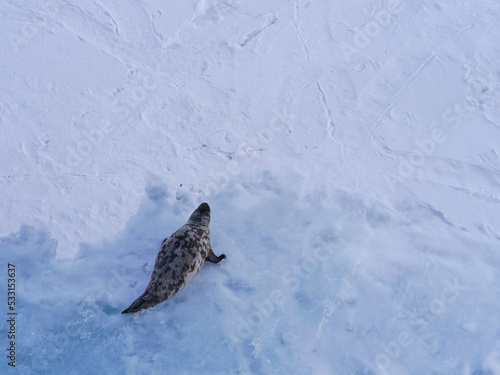 seal at the north pole