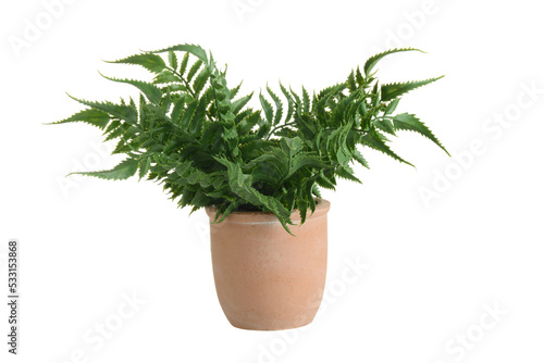 isolated fake tropical fern plant in clay pot