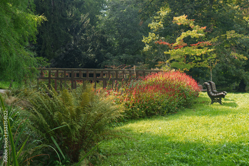 A place in the park at the edge of the forest to relax, with a red-blooming colony of Bistorta amplexicaulis plants on the bank of a stream, benches to sit on and a wooden bridge in the background. photo