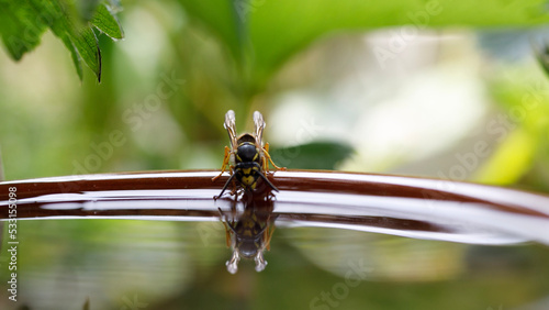 Garden water shallow dish with wasp.