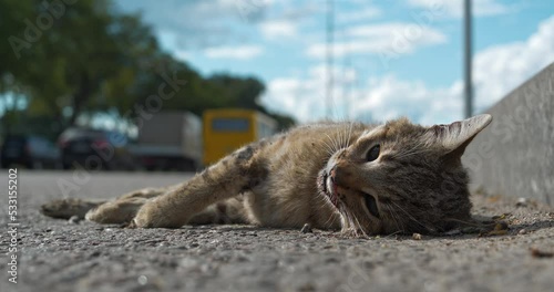 Cat ran across the road and was hit by car. Dead cat lies on highway, cars drives on the road. You cannot cross road in wrong place. Cinema 4K 60fps video