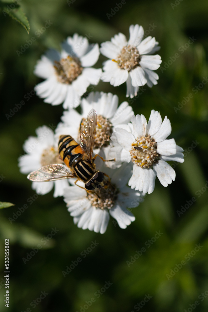 Helophilus pendulus - Hoverfly - Helophile à bandes grises - Hélophile suspendu Helophilus pendulus - Hoverfly - Helophile à bandes grises - Hélophile suspendu