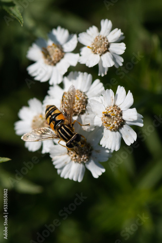 Helophilus pendulus - Hoverfly - Helophile à bandes grises - Hélophile suspendu © Thomas