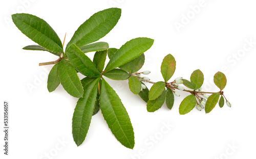 Berberis julianae, the wintergreen barberry or Chinese barberry. Isolated on white background