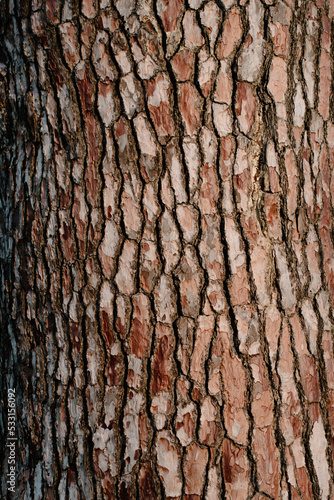 bark of a tree