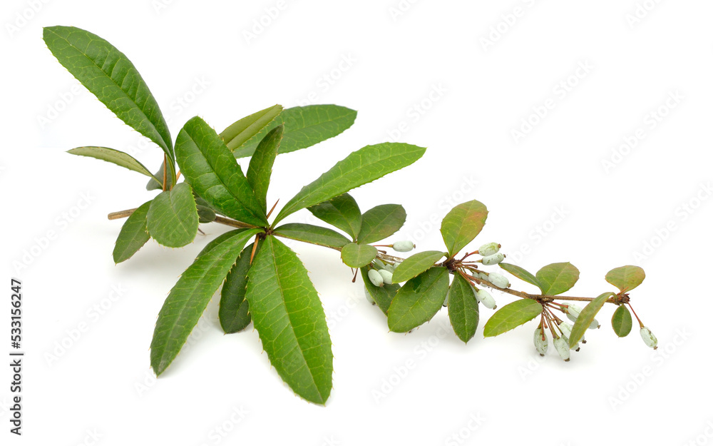 Berberis julianae, the wintergreen barberry or Chinese barberry. Isolated on white background
