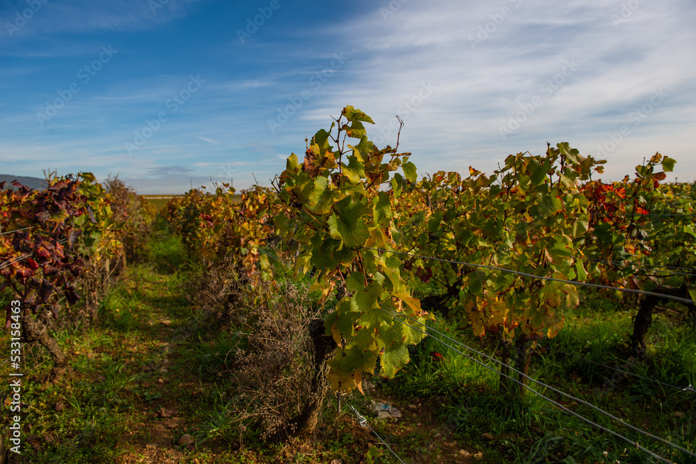 des feuilles de vigne en automne en bourgogne au soleil levant dans les vignobles de Bourgogne