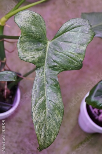 Close up of a variegated leaf of Philodendron Bipennifolium Splash Gordon photo