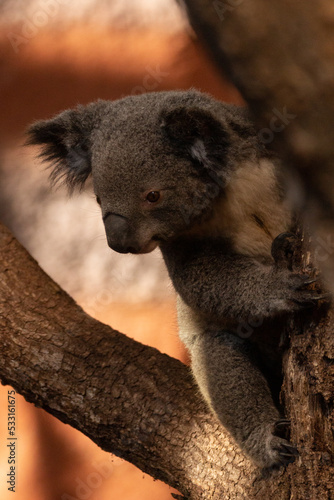 Fototapeta Naklejka Na Ścianę i Meble -  Koala d'Australie sur son arbre pendant qu'il grimpe