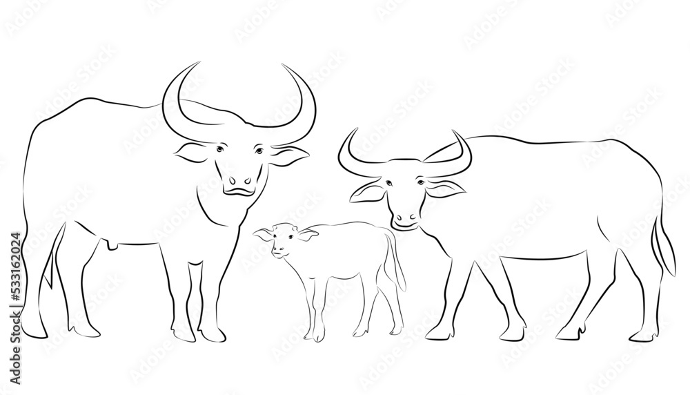Hand drawn vector buffalo sketch illustration set. Isolated on white ...