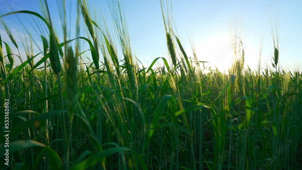 Close up on green grass on field against blue sky. Low angle view of fresh grass at meadow. Freedom and renewal. Lawn with plants. Summer nature landscape. Sunshine. Panning slider slow motion. Close up on green grass on field against blue sky. Low angle view of fresh grass at meadow. Freedom and renewal. Lawn with plants. Summer nature landscape. Sunshine. Panning slider slow motion.
