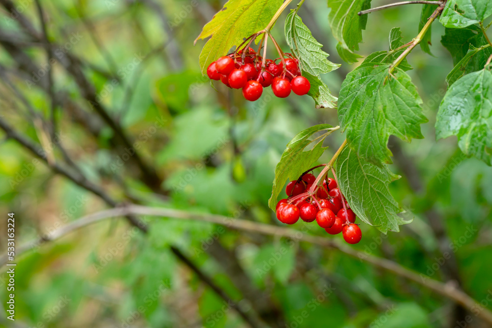 Viburnum. Bunch of ripe viburnum berries close-up. Viburnum. Bunch of ripe viburnum berries close-up.