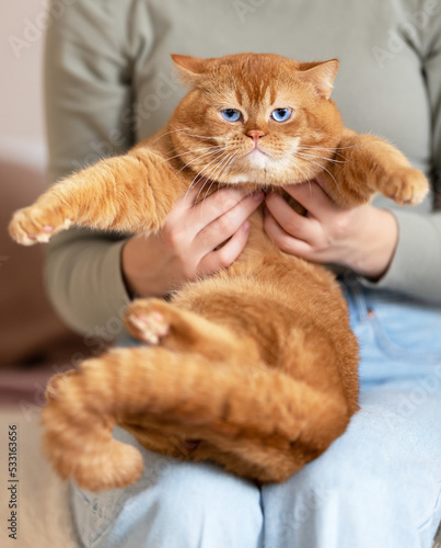 Britisch Kurzhaar Kitten selten, edel und imposant