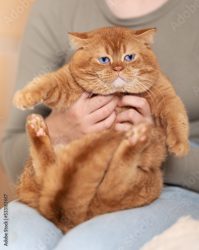 Britisch Kurzhaar Kitten selten, edel und imposant