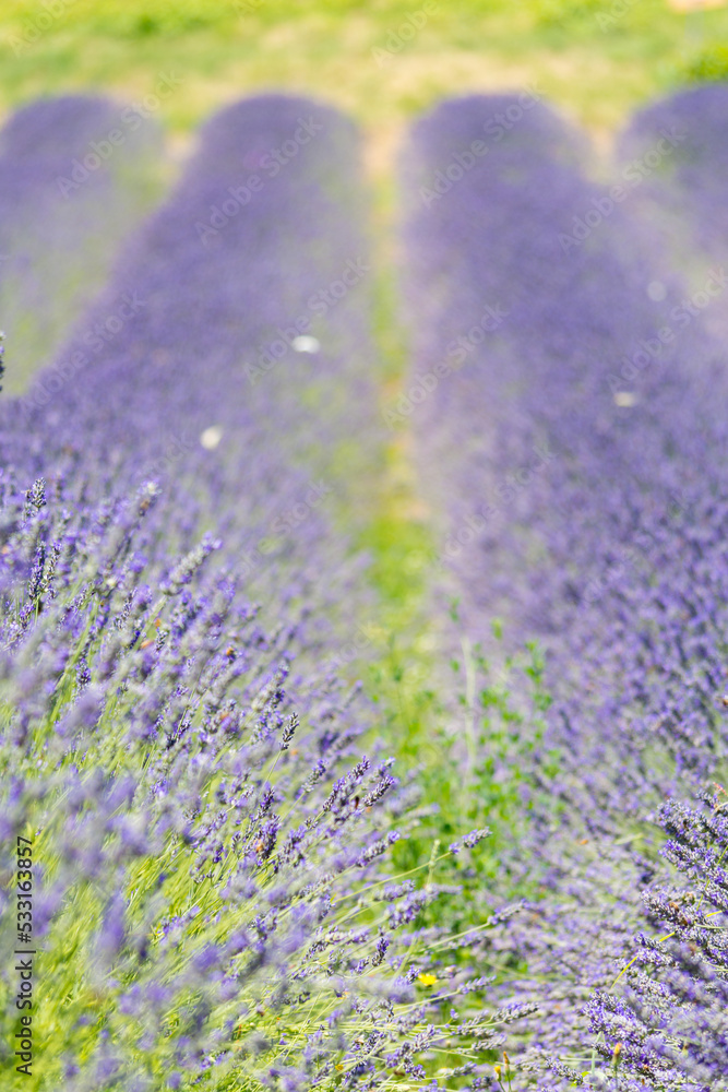 Obraz premium Lavender field
