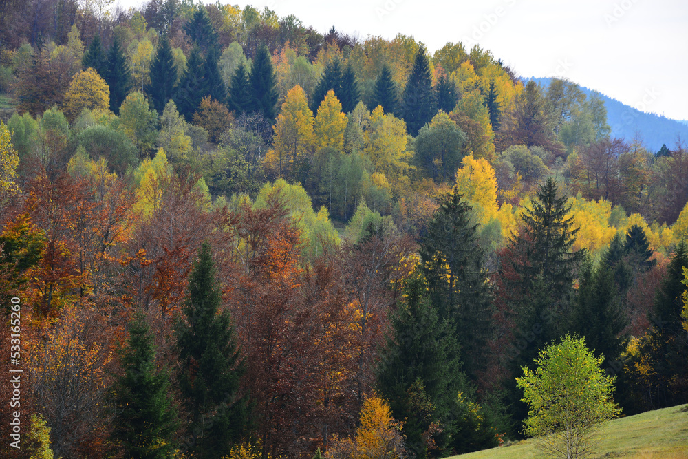 autumn forest in the mountains autumn forest in the mountains