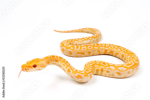 Tigerpython // Indian python (Python molurus) - Albino