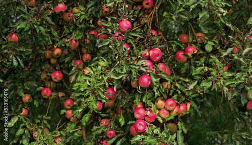Large ripe red apples on a tree branch.