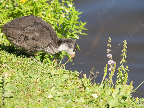 Young pukeko fossicking around the edge or swamp. photo
