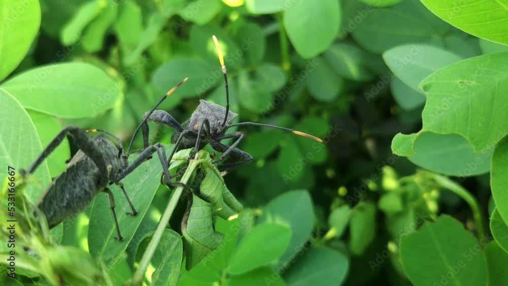 A macro view of Acanthocephala terminalis o leaf footed bug A macro view of Acanthocephala terminalis o leaf footed bug