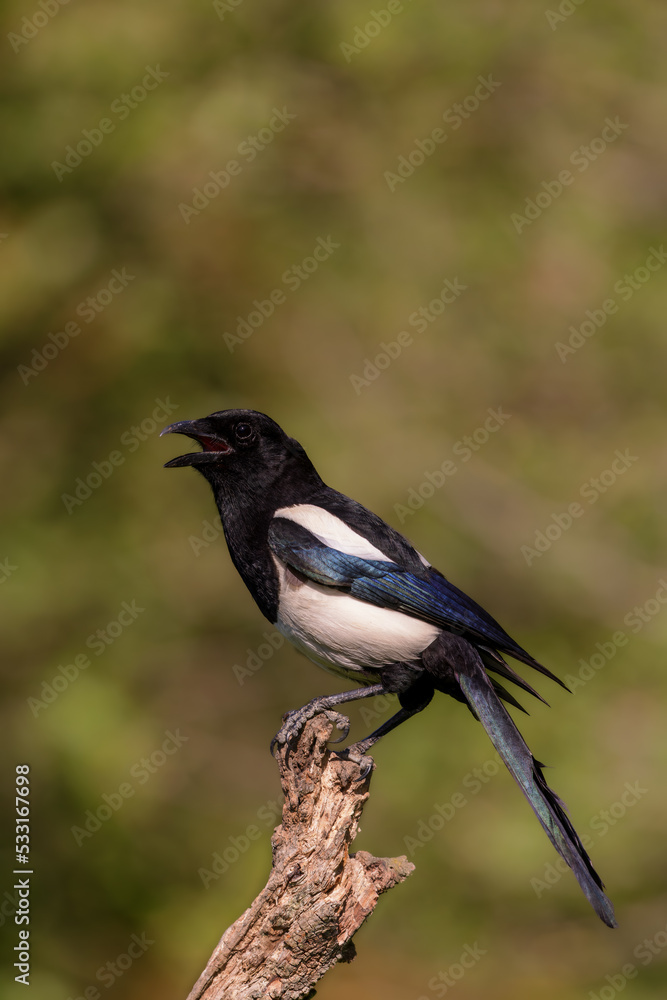 Eurasian magpie (Pica pica) sitting on a branch in spring. Eurasian magpie (Pica pica) sitting on a branch in spring.