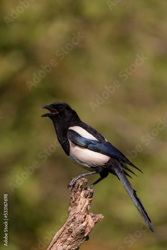 Eurasian magpie (Pica pica) sitting on a branch in spring.