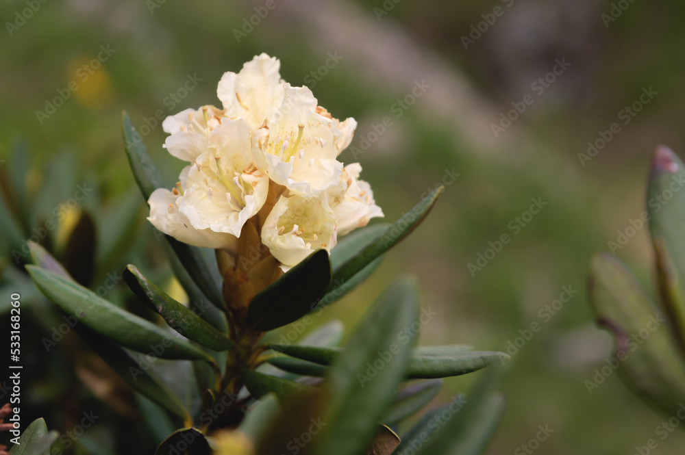 mountain white rhododendron bush close-up. spring bloom