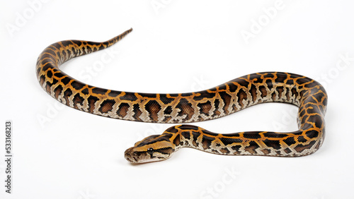 Indian python // Tigerpython (Python molurus)  © bennytrapp