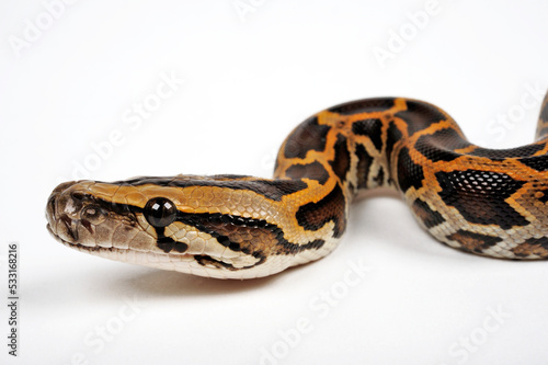 Indian python // Tigerpython (Python molurus) 