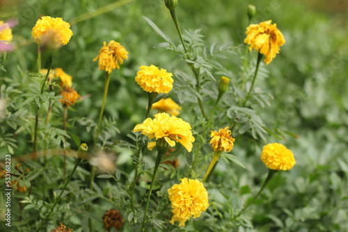 yellow flowers in the garden © belavinstock