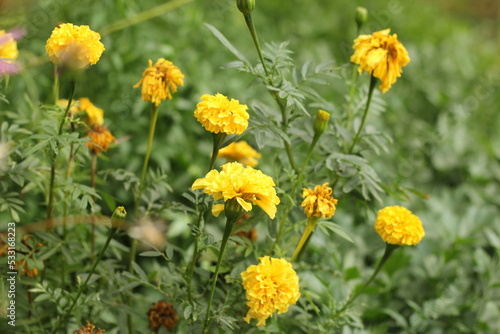 yellow flowers in the garden