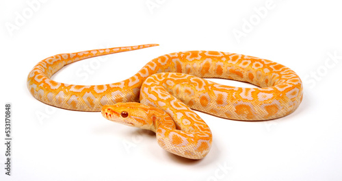 Indian python // Tigerpython (Python molurus) - Albino