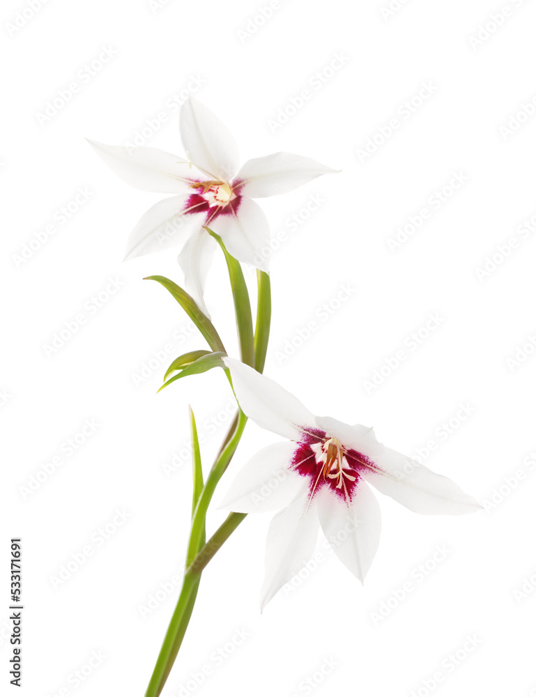 white exotic flowers isolated on white background