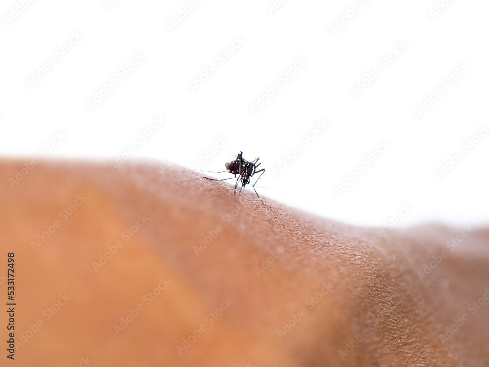 Obraz premium Close up small mosquito on the skin with blur background.