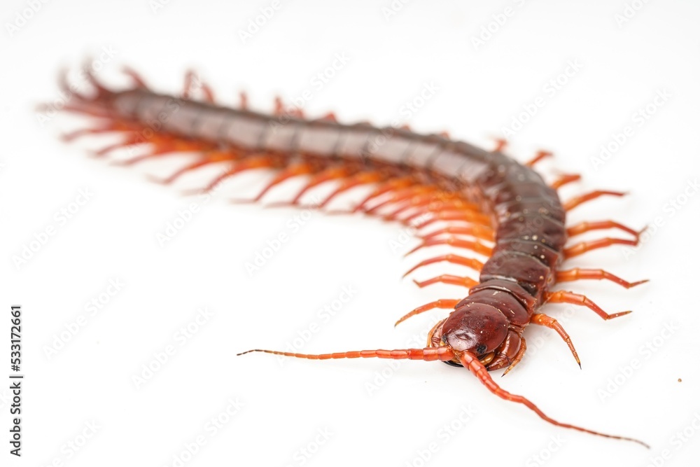 An orange centipede is on a white background. An orange centipede is on a white background.