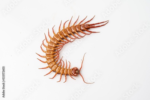 Fotografering An orange centipede is on a white background.