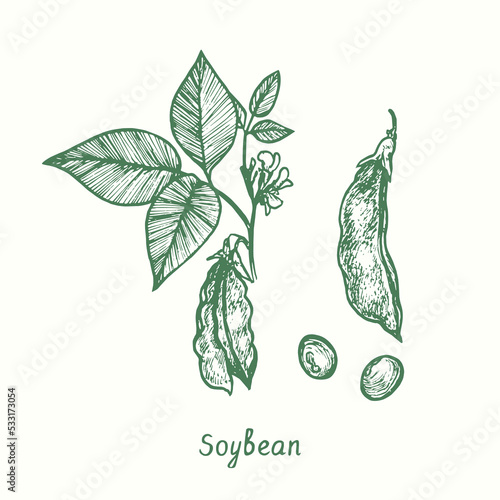 Soybean plant (Glycine max),  closed and opened pod, grains.  Ink black and white doodle drawing in woodcut style