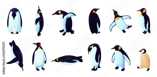 Humboldt penguins, rockhopper animals in different poses. Antarctica birds species. Arctic adelie, blue emperor, chinstrap, royal gentoo. Zoo and wildlife character. Vector cartoon icons photo