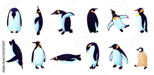 Humboldt penguins, rockhopper animals in different poses. Antarctica birds species. Arctic adelie, blue emperor, chinstrap, royal gentoo. Zoo and wildlife character. Vector cartoon icons