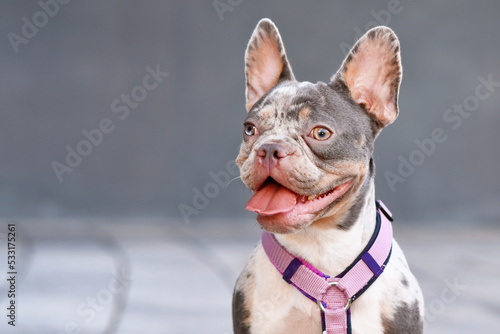 Portrait of merle tan French Bulldog dog with pink dog harness © Firn