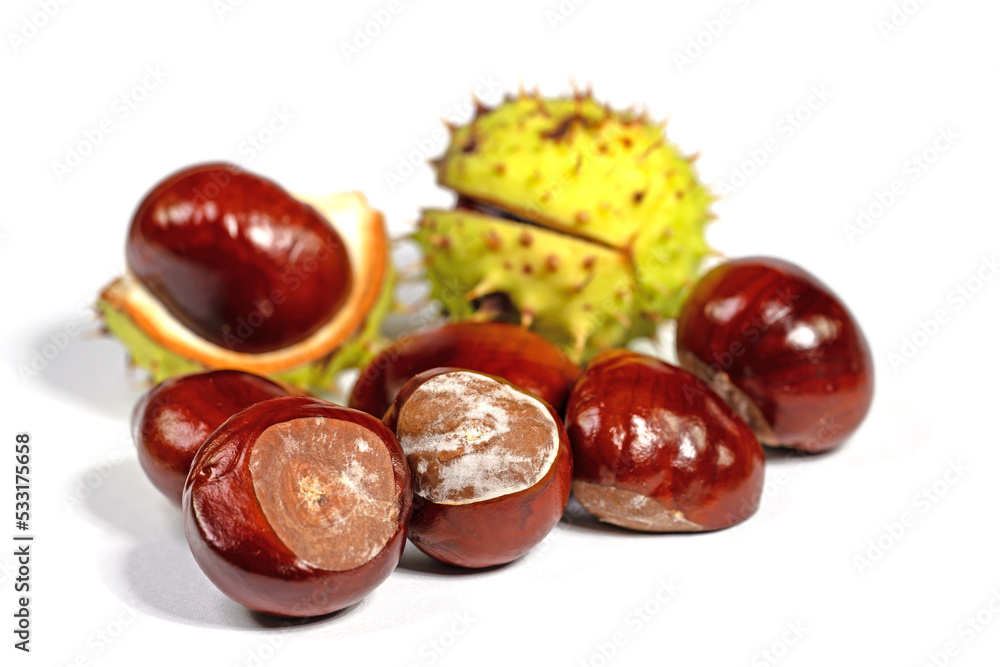 Rosskastanien, Aesculus hippocastanum, isoliert vor weißem Hintergrund Rosskastanien, Aesculus hippocastanum, isoliert vor weißem Hintergrund